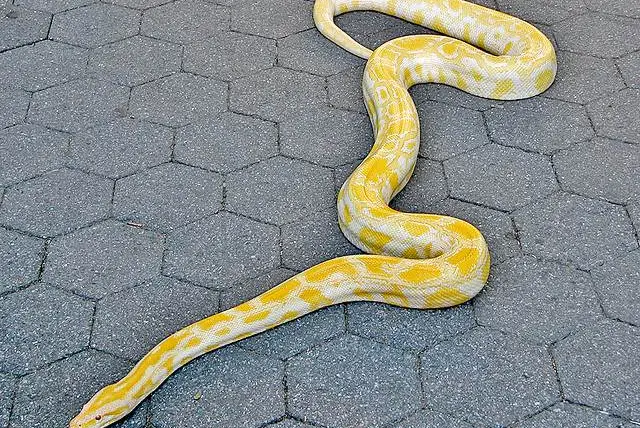 An albino Burmese Python, which is not what was found in a Brooklyn apartment yesterday